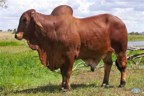 Red Brahman Bull Hd Cattle Ranching Bull Cow Breeds Of Cows