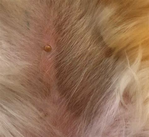Black Spots On Dog Skin Common Causes And What To Do Senior Tail Waggers