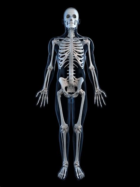 Human Skeleton Artwork Digital Art By Sciepro Fine Art America