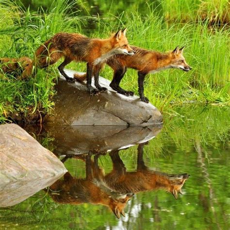 Pin By Jenny Prahl On Animaux Fox Pictures Fox Animals