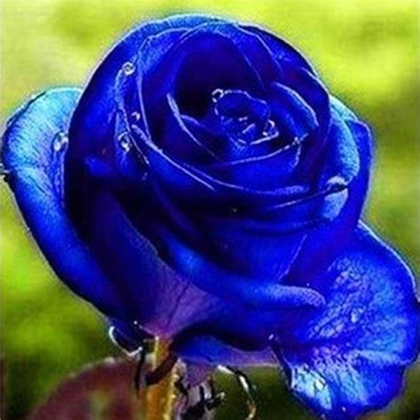 Egrow 50pcs Blue Rose Seeds Blue Lover Rose Seeds