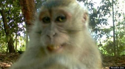 Photo Monkeys Self Portrait Is Bananas Huffpost