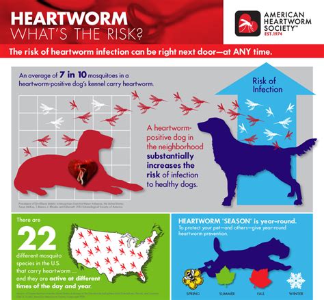 Heartworm Awareness Month Glen Oak Dog And Cat Hospital