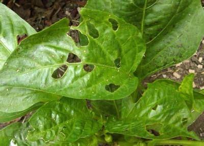 To get rid of viburnum beetles and larvae, throw out twigs in late summer that have viburnum beetles' eggs on them or release lady bugs in the spring to capture the larvae. Garden Pest Eating our Pepper Plant
