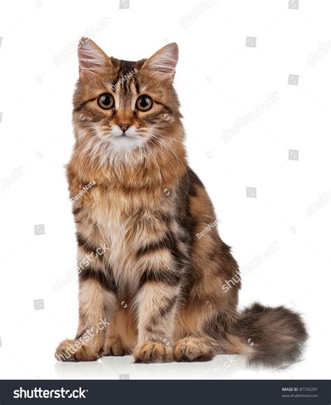 Cute Young Siberian Cat On White Background Stock Photo 87745291