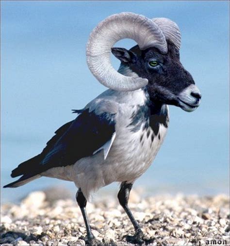 If you want to stay up to date on all my photoshop related content… Hybrid Animals made using "Photoshop Breeding" (With ...