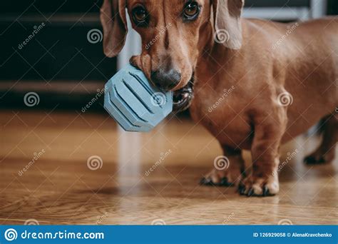Smooth Brown Miniature Dachshund Puppy Holding Blue Toy Ball In Stock