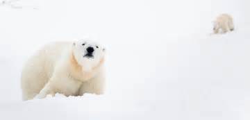 Canadian Polar Bear Habitat Gives Bears A Giantfrozen Lake And Its A