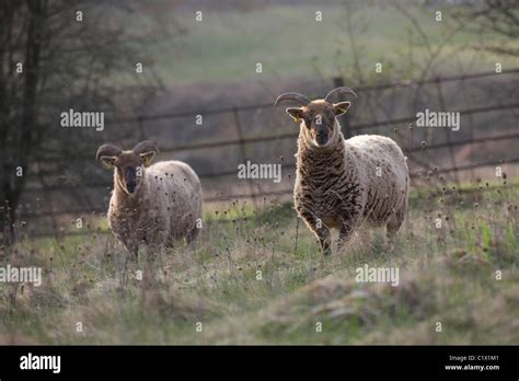 Castlemilk Moorit Rare Breed Sheep Stock Photo Alamy