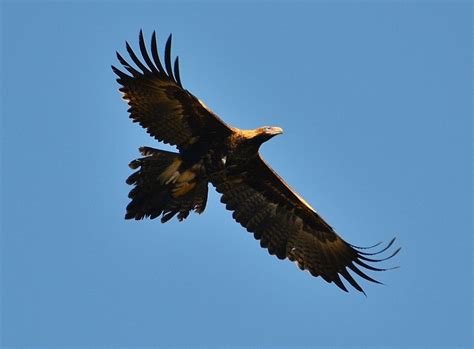 Beautiful Big Birds Birds In Backyards