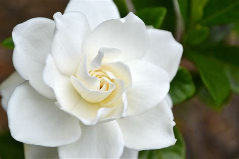 Image Gallery White Gardenia