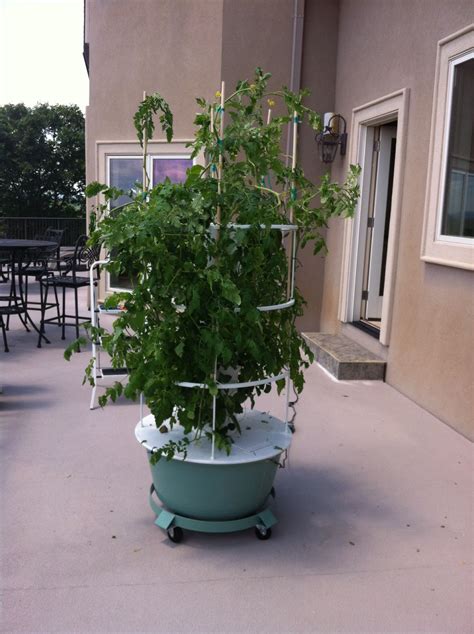 Now Outside The Tomatoes Took Off Tower Garden Garden Plants