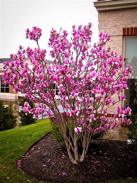 Tulip Magnolia Tree Landscaping Trees Front Yard Landscaping Design