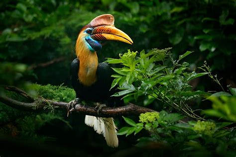 7 Incredible Animals And Birds In Sulawesi Indonesia Worldatlas