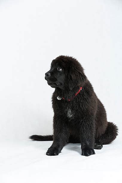 Newfoundland Dog Stock Photos Pictures And Royalty Free Images Istock