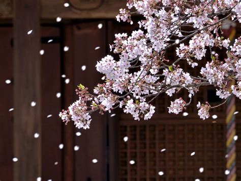 Sakura Bros Bing Wallpaper Download