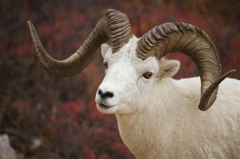 Dall Sheep Creatures Of The World Wikia Fandom Powered