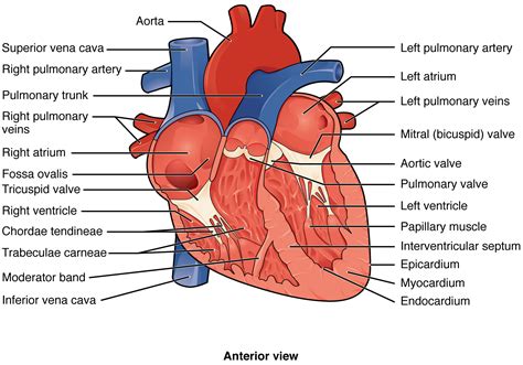 OpenStax AnatPhys Fig 19 9 Internal Anatomy Of The Heart English