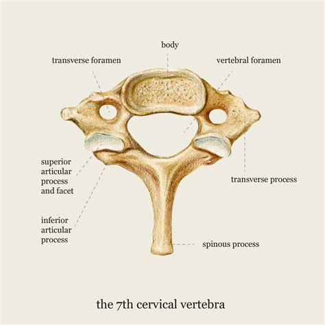 7th Cervical Vertebrae Coaster Medical Illustration And Etsy