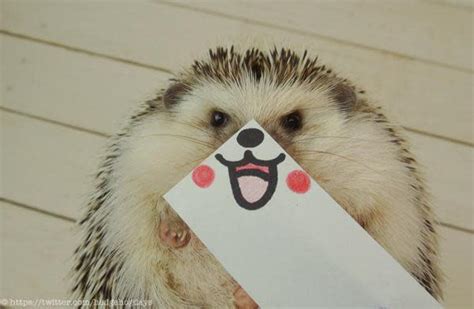 Adorable Hedgehog Continues To Melt Hearts With Playful Photos