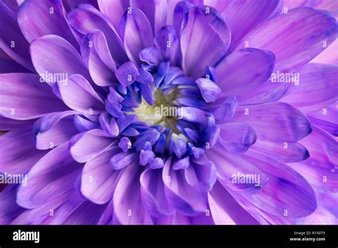 Purple Chrysanthemum Flower Closeup Stock Photo Alamy
