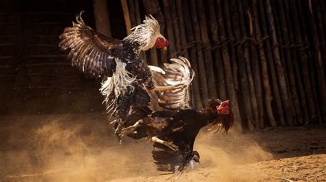 Two Men Killed By Knife Wielding Roosters As Indias Cockfighting Gets