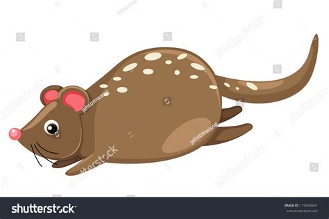 Quoll Isolated On White Background Vector Stock Vector Royalty Free