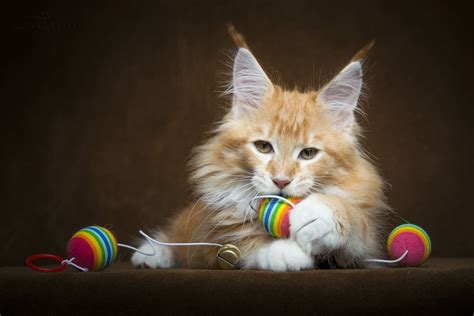 Found On Bing From Cat Wallpaper Cats Cats And Kittens
