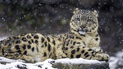 Snow Leopard Wallpapers 1280x800 Wallpaper Cave