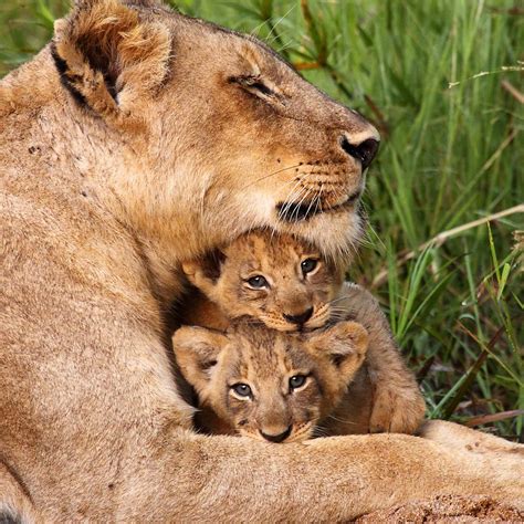 Lion Cubs With Father And Mother