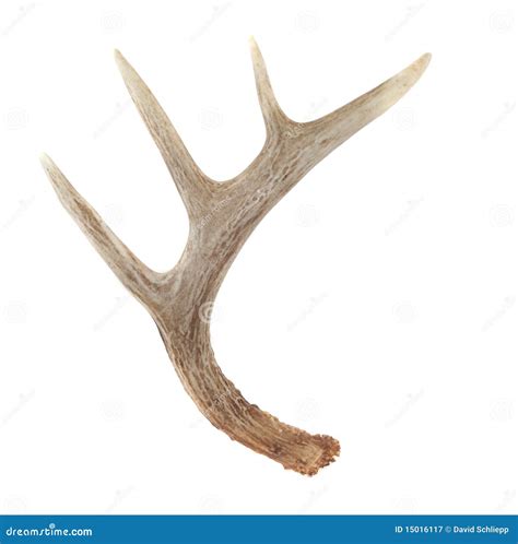 Side View Of Whitetail Deer Antlers Royalty Free Stock Photography