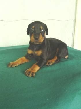 Akc doberman puppies for sale in indianapolis, indiana. AKC Doberman Pinscher puppies for Sale in Indianapolis ...