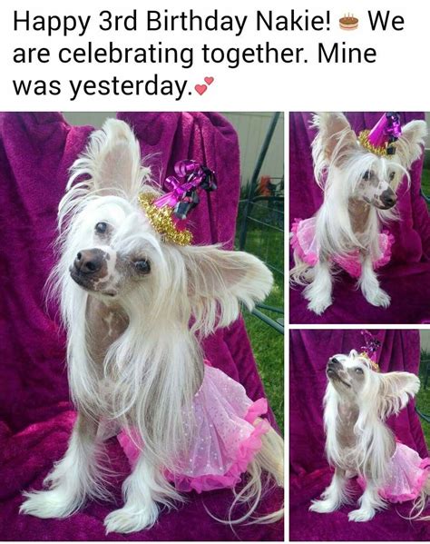 Read this article to discover how china celebrates birthdays! Chinese Crested Dog image by Rocio Brindiz | Chinese ...