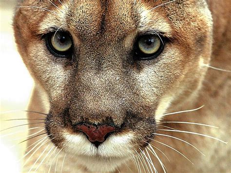 Eastern Cougar Desktop And Mobile Wallpaper Animals Town