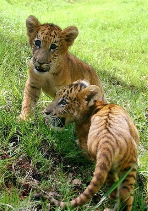 Orange Tiger Cubs Large Cats Big Cats Cats And Kittens Baby Tigers
