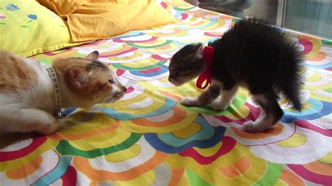 cat meets kitten youtube