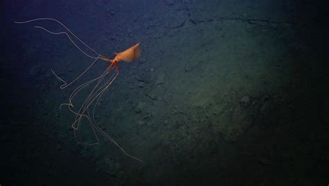 Massive Bigfin Squid Spotted In Extremely Rare Deep Sea Sighting