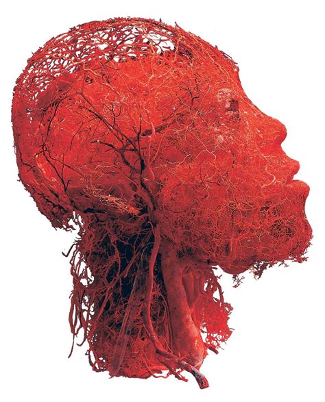 All Blood Vessels In Your Head Oddlyterrifying