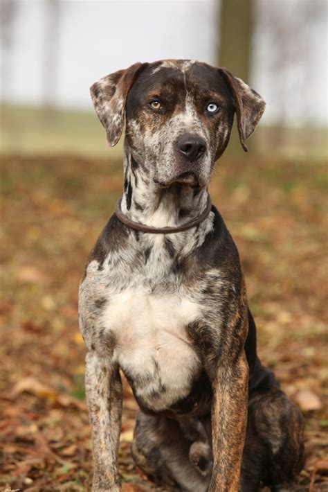 House Training A Catahoula Puppy Cat Meme Stock Pictures And Photos