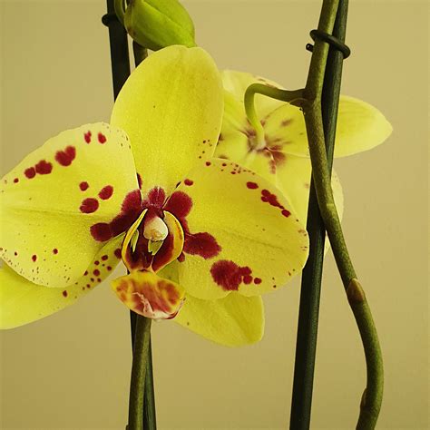 77 Orquídea Phalaenopsis Amarilla Just Flowers
