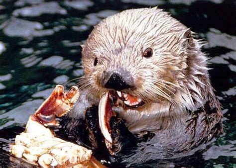 Pictures Of The Cutest Otters Eating Crabs And Fish Animals Eating