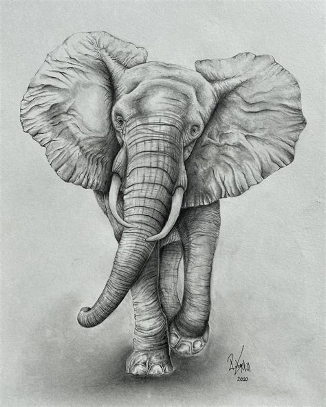 Elephant Pencil Drawing Print Elephant Artwork Elephant Sketch