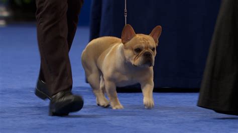 Bask In The Stunning Beauty Of The Blue Pied French Bulldog