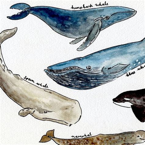 Deep Sea Whales Art Print Whale Art Whale Art Print Whale Illustration