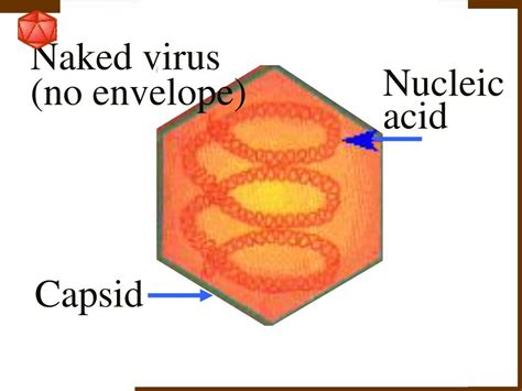 Ppt Viruses Powerpoint Presentation Free Download Id