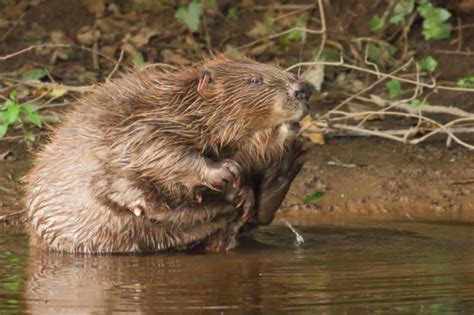 why do beavers build dams mysterious behaviour explained as exmoor colony builds first uk dam