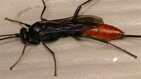 European hornets can be found across the united states. Wasp With Black Body And Red Wings | Mice