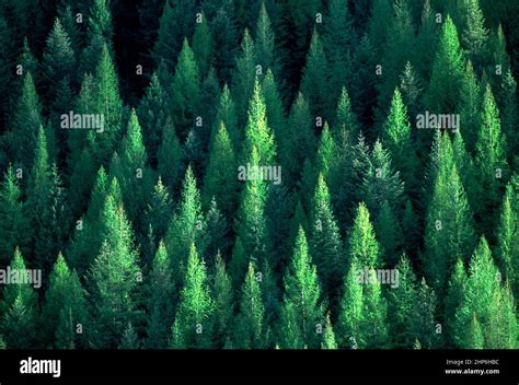 Mixed Coniferous Forest Idaho Panhandle National Forest Stock Photo