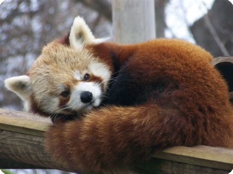 Physical Description Red Pandas