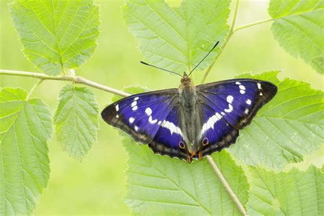 Purple Emperor butterfly returns to Norfolk after going extinct in ...